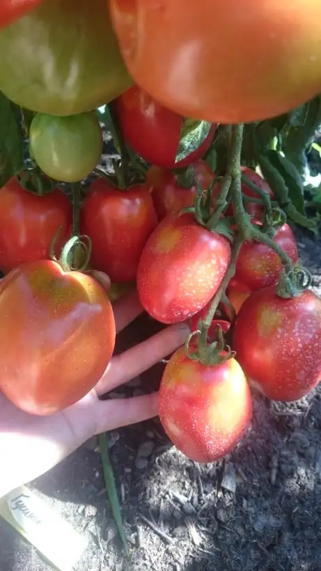 Tomaten: Gänseei