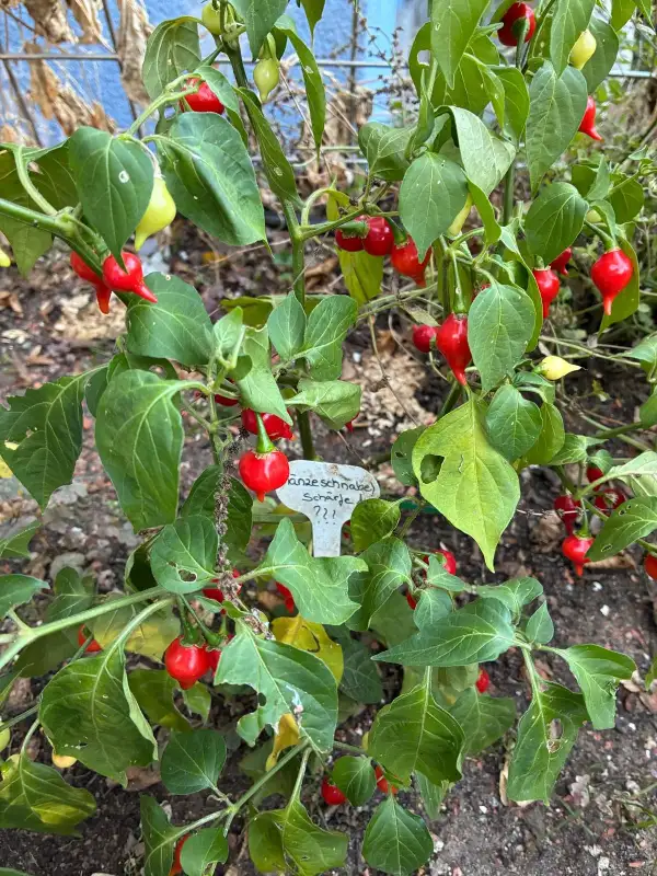 Chili: Gänseschnabel Schärfe 1