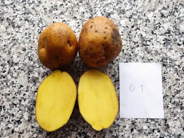 Kartoffeln: G1