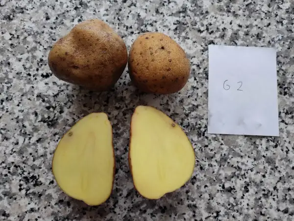 Kartoffeln: G2