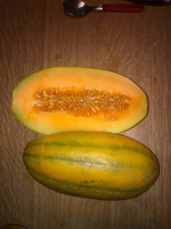 Obst: Gaúcho Alargado melone