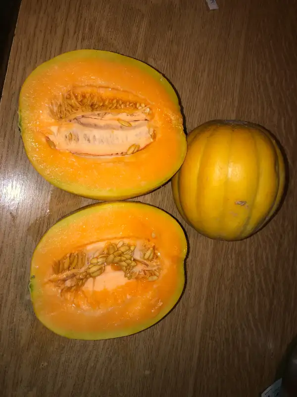 Obst: Gaúcho redondo melone