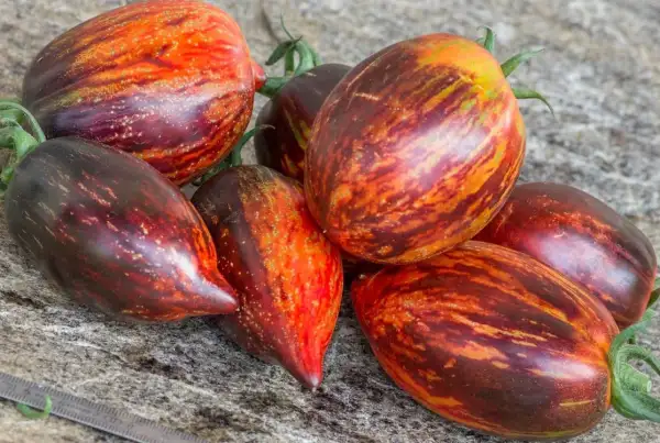 Tomaten: Gagamel