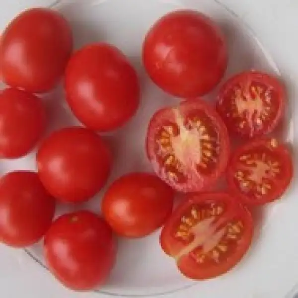 Tomaten: Gail