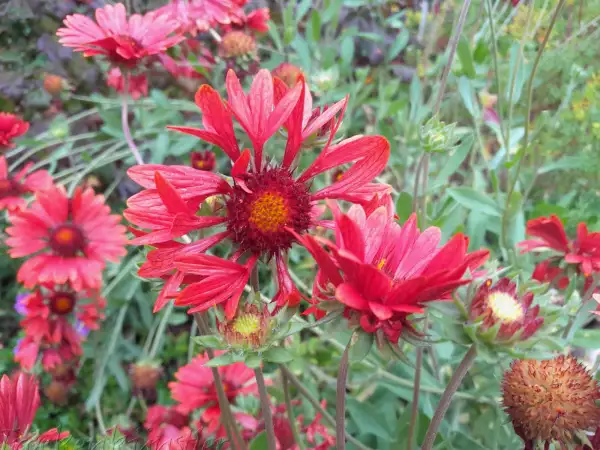 Stauden / Gehölz: Gaillardia grandiflora