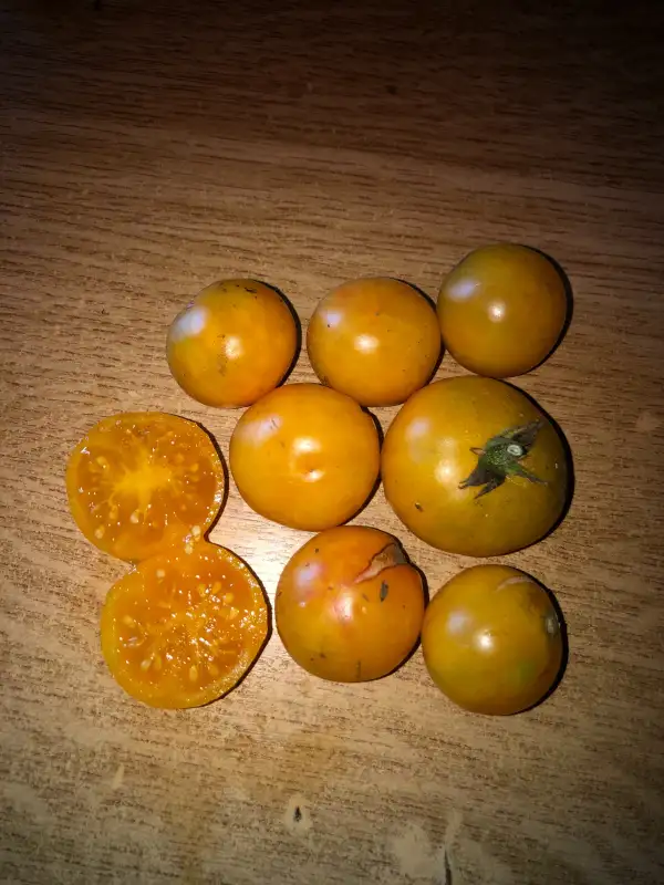 Tomaten: Gajo de Melon