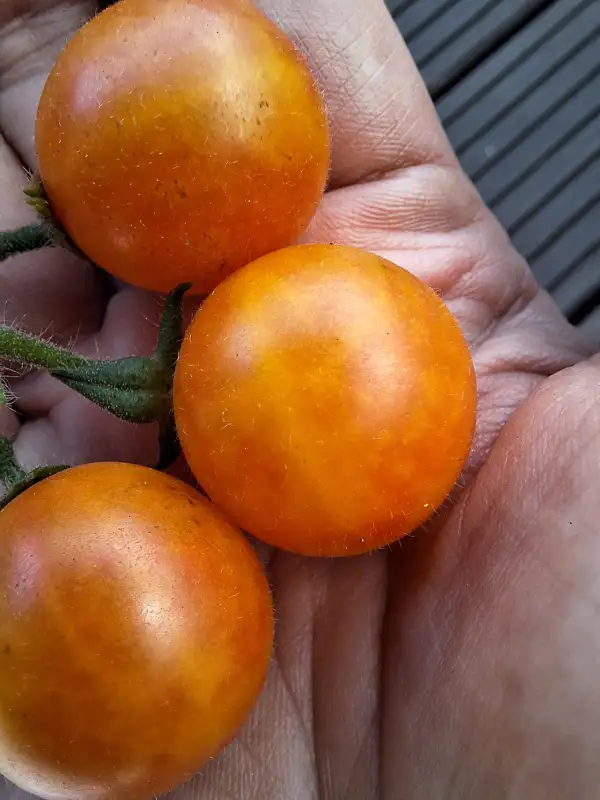 Tomaten: Gajo de Melon