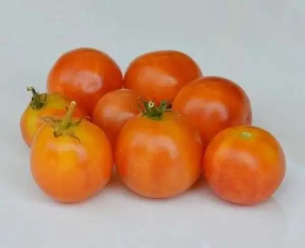 Tomaten: Gajo de Melon