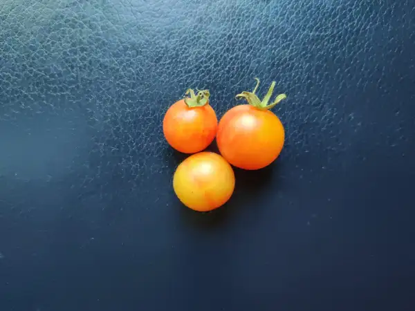 Tomaten: Gajo de Melon