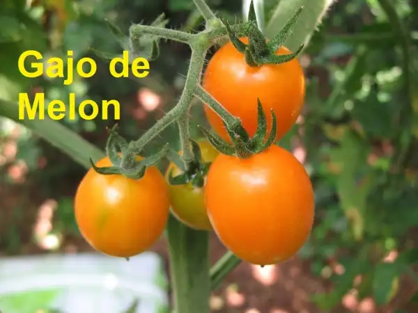 Tomaten: Gajo de Melon