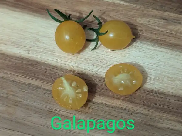 Tomaten: Galapagos