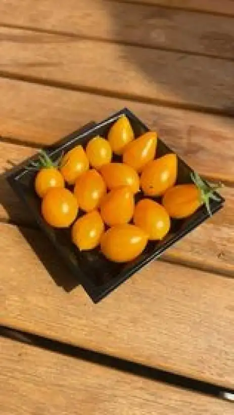 Tomaten: Galapagos