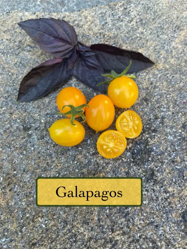 Tomaten: Galapagos
