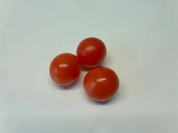 Tomaten: Galapagos