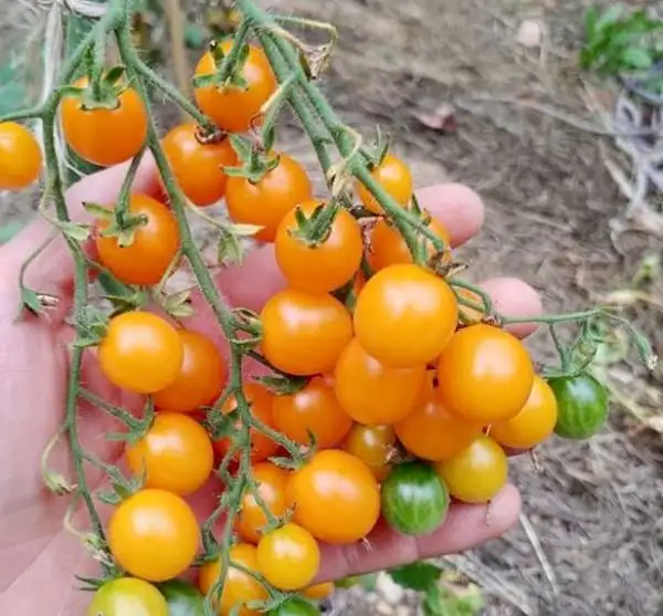 Tomaten: Galapagos-Tomate