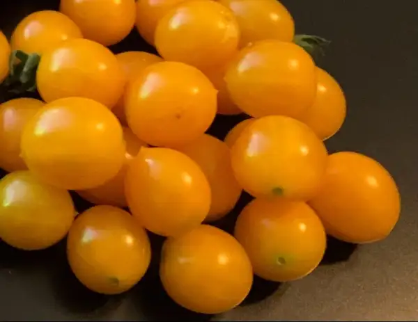 Tomaten: Galapagos Wildtomate