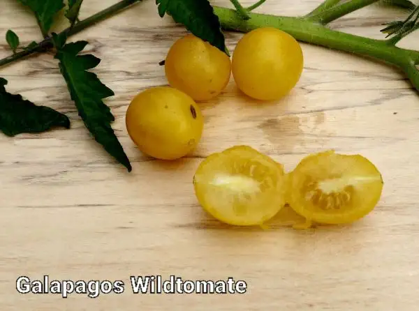 Tomaten: Galapagos Wildtomate