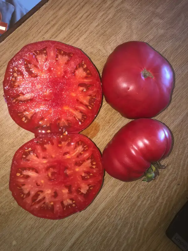 Tomaten: Galarroza de Guipuzcoa