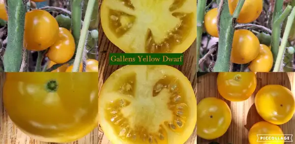 Tomaten: Galens Yellow Dwarf - DTP