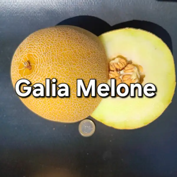 Melonen: Galia melone