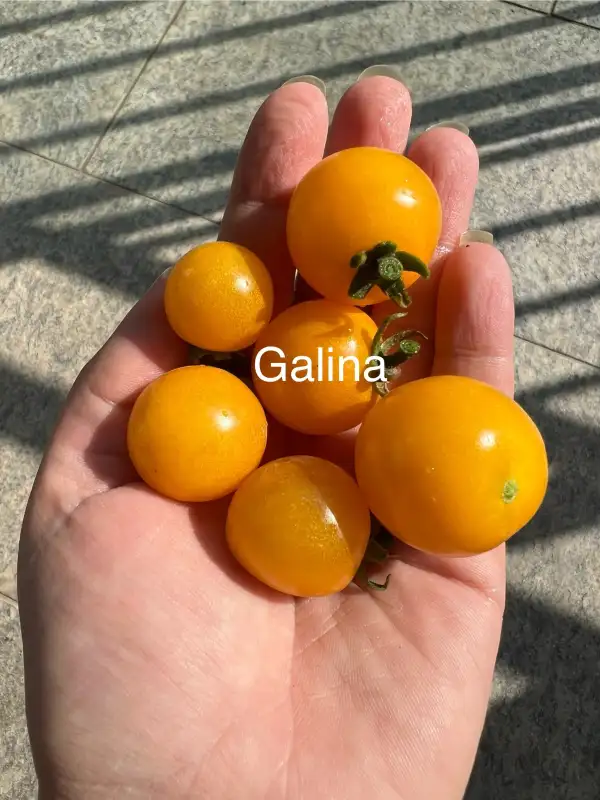 Tomaten: Galina