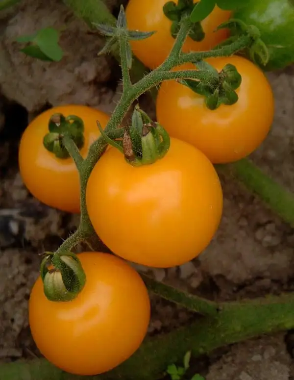 Tomaten: Galina