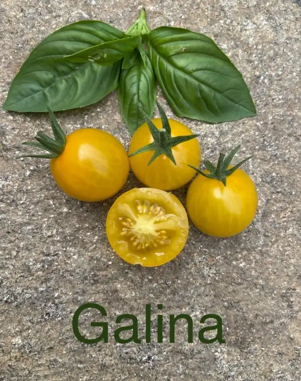 Tomaten: Galina