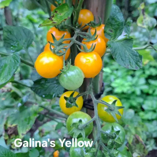 Tomaten: Galina