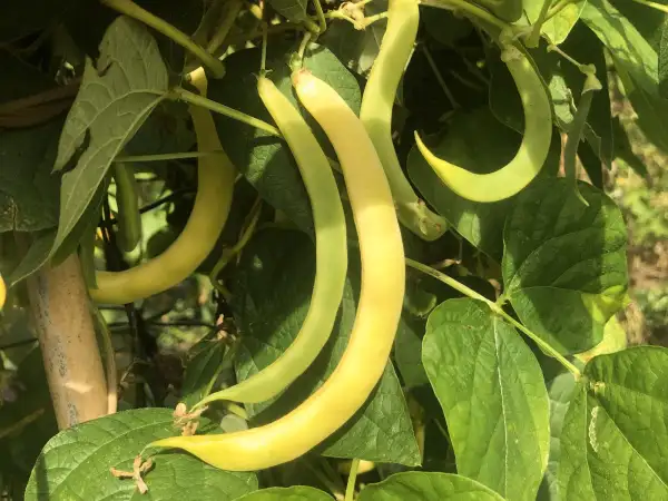 Bohnen: Gambero Giallo