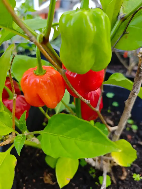 Chili / Paprika: Gambia Habanero