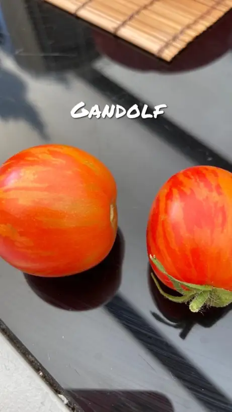 Tomaten: Gandalf