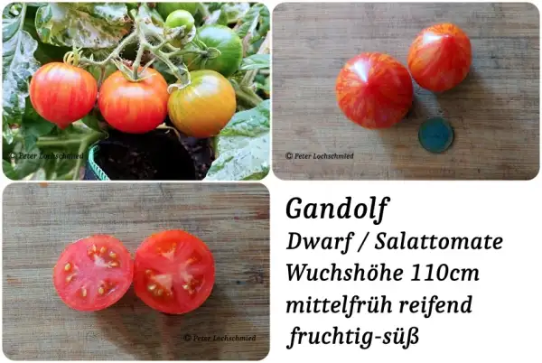 Tomaten: Gandolf
