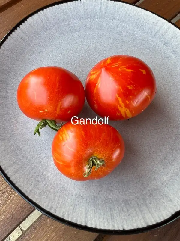 Tomaten: Gandolf