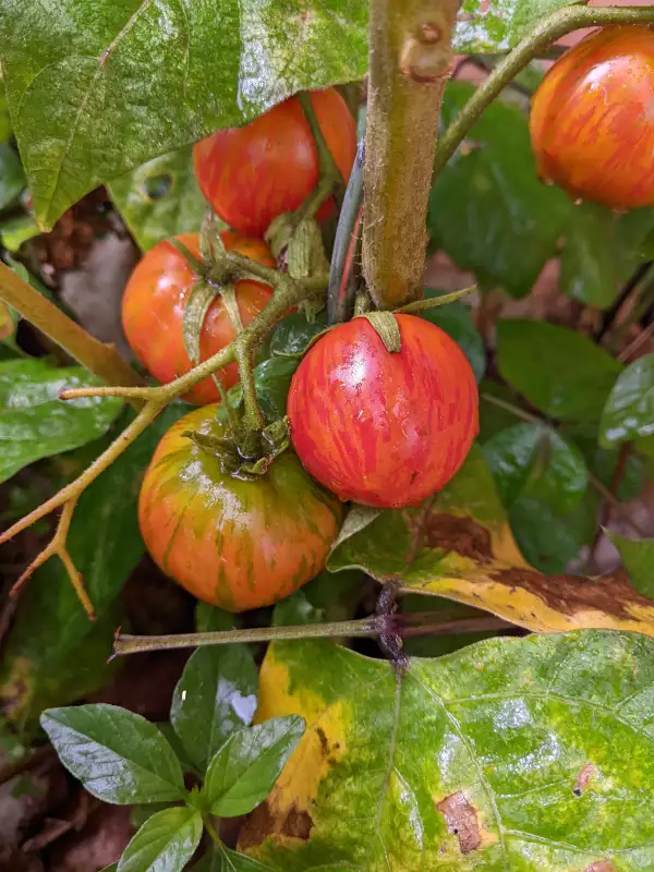 Tomaten: Gandolf Dwarf