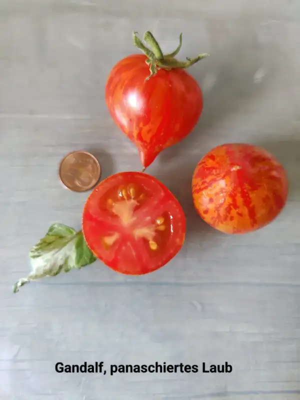 Tomaten: Gandolf Dwarf