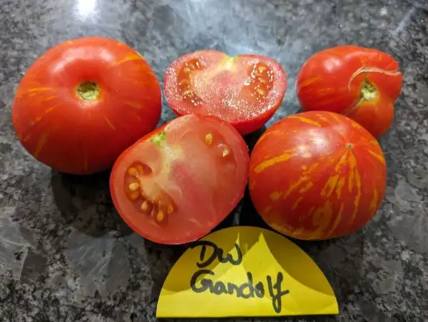 Tomaten: Gandolfo