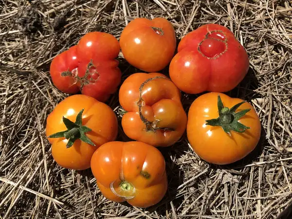 Tomaten: Garden Lime Cherry F7