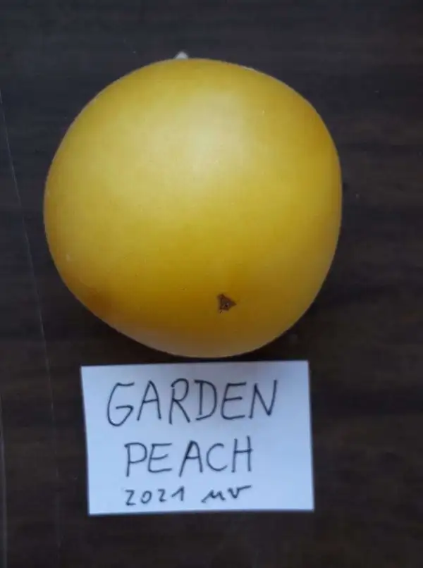 Tomaten: Garden Peach