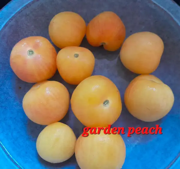 Tomaten: Garden Peach