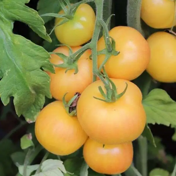 Tomaten: Garden Peach