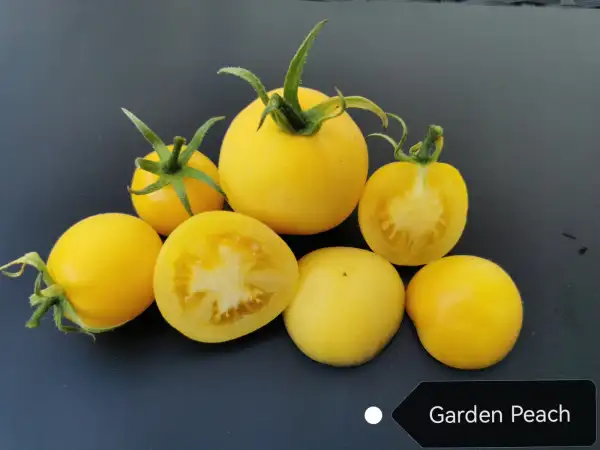 Tomaten: Garden Peach