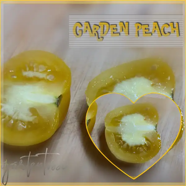 Tomaten: Garden Peach