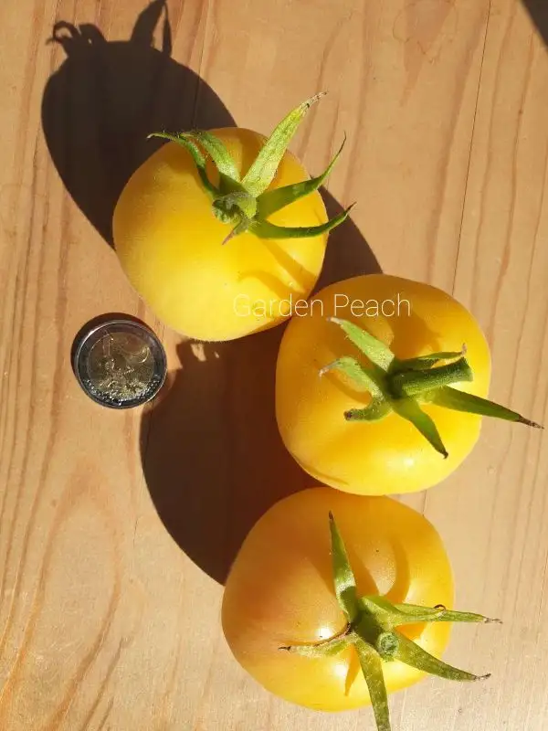 Tomaten: Garden Peach