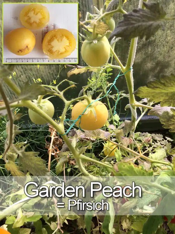 Tomaten: Garden Peach