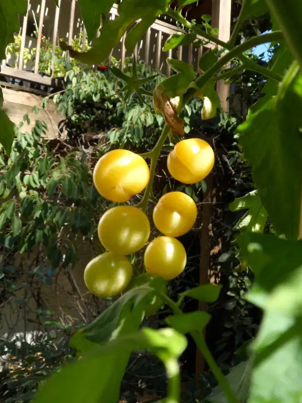 Tomaten: Garden Peach ( Kat# 2613 )