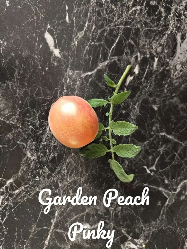 Tomaten: Garden Peach Pink