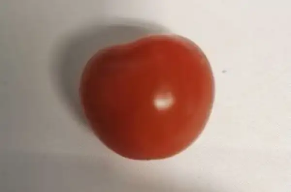 Tomaten: Gardener`s Delight