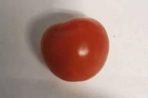 Tomaten: Gardener`s Delight