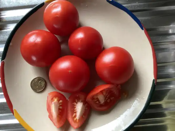Tomaten: Gardener‘s Delight