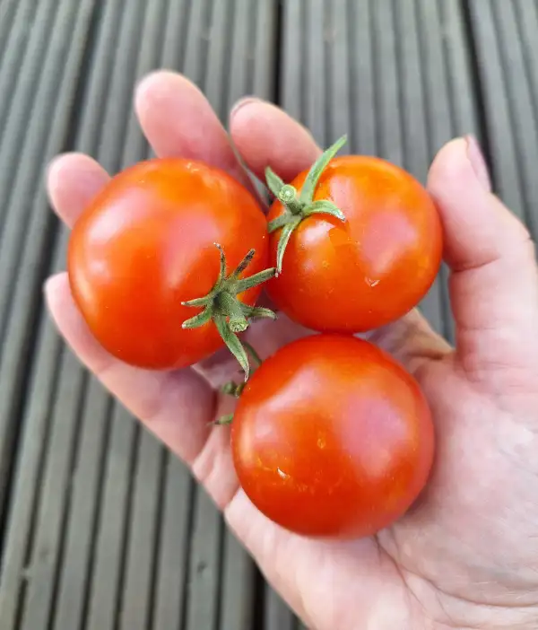 Tomaten: Gardener